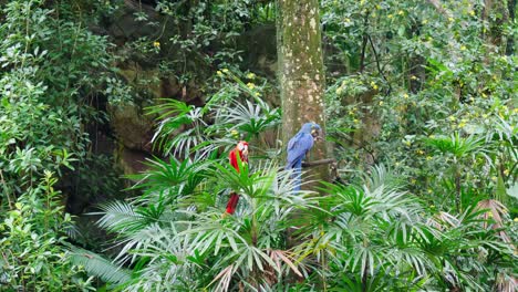 dos coloridos loros ara sentados en una rama y mirando del mismo lado en el parque de aves jurong de singapur