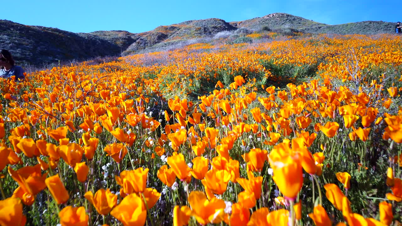 California poppy bloom in the hills of Southern California