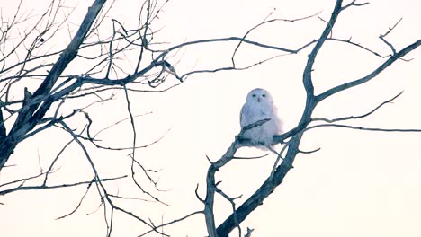 a snowy owl on a tree during a cold afternoon
