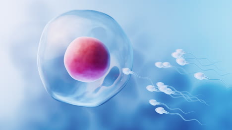 the union of sperm and an egg cell, 3d rendering.