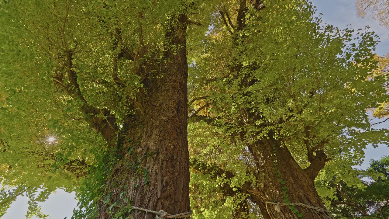 Guardando il tronco imponente di un gigantesco e antico albero di ginkgo contro un cielo luminoso e soleggiato