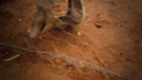 close-up-ostrich-foot