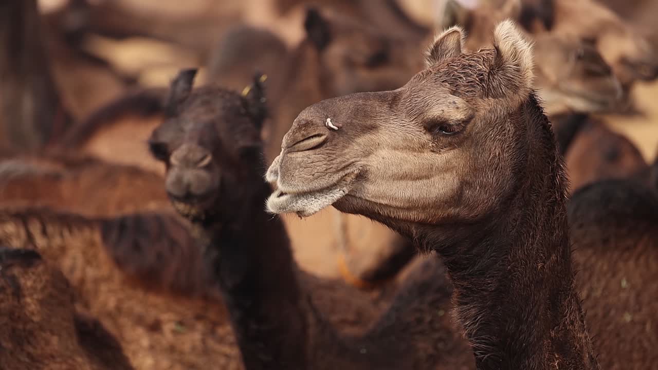 Cammelli al rallentatore alla Fiera di Pushkar, anche chiamata Fiera dei Cammelli di Pushkar o localmente Kartik Mela, un evento culturale e una fiera annuale di bestiame di più giorni che si tiene nella città di Pushkar, Rajasthan, India.