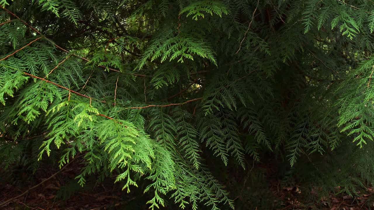 Vista dettagliata di vivaci rami sempreverdi in un fitto bosco. Ideale per progetti a tema naturalistico o documentari ambientali