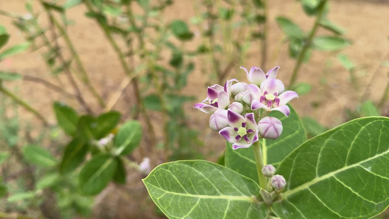 A close-up shot of an aak flower reveals its unique, star-shaped structure with pale purple or white hues, often clustered together. These flowers, also known as giant milkweed or crown flowers,