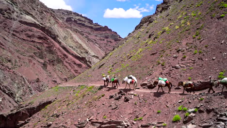 Side-view-of-a-sherpa-caravan-advancing-in-the-mountains-loaded-with-goods,-supplies