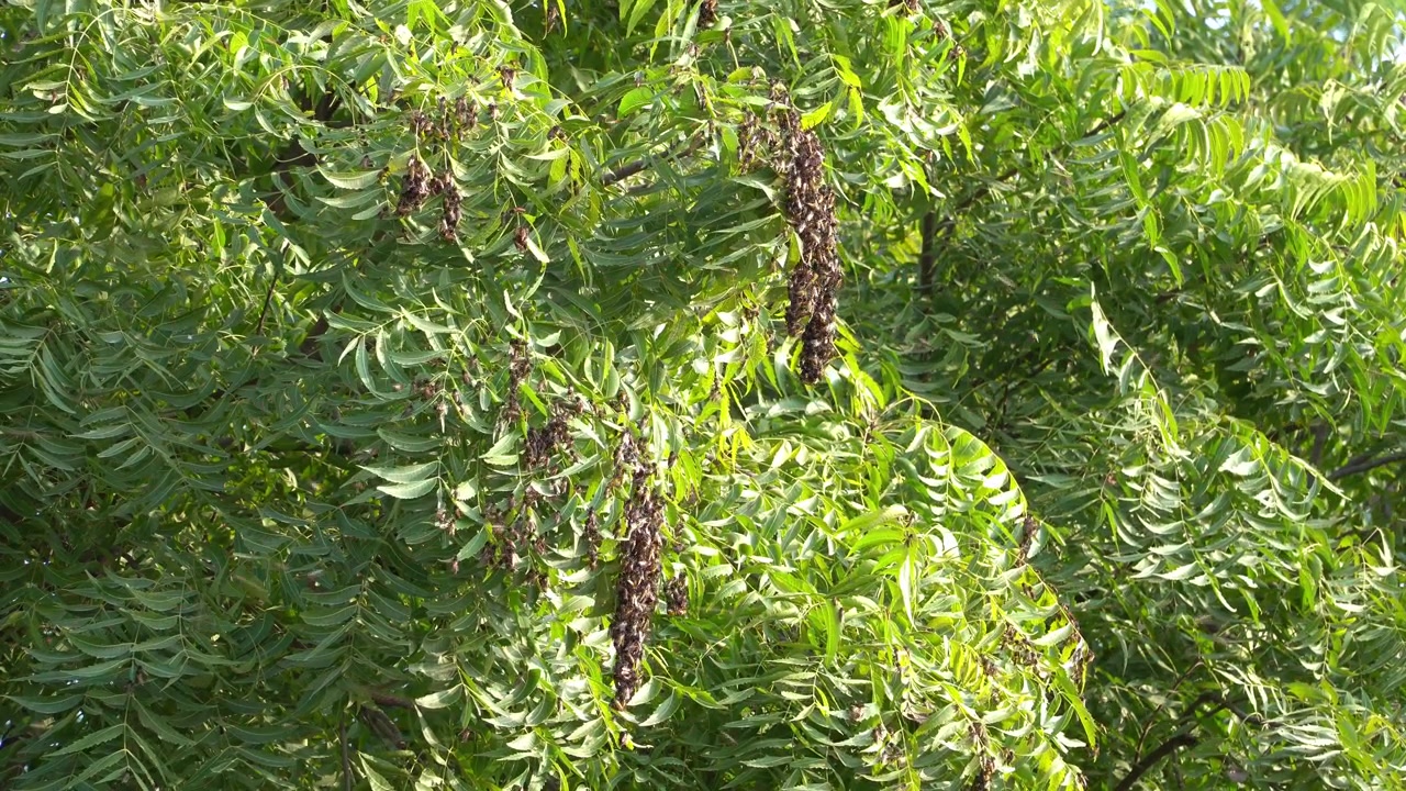 Un grande sciame di api si addensa su diversi rami frondosi di alberi, mentre singole api volano intorno al fogliame. Riprese statiche con treppiede catturano l'attività naturale degli insetti in un ambiente esterno soleggiato.