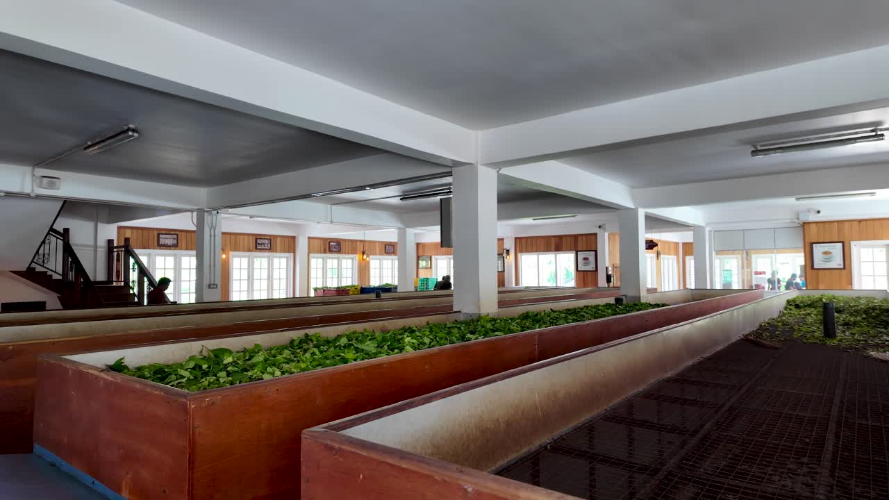 Tea factory in Sri Lanka showcasing the drying process of fresh tea leaves.