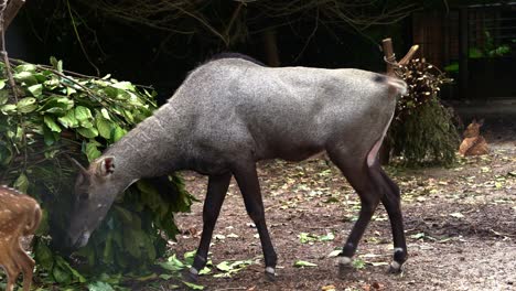 male nilgai, boselaphus tragocamelus feeding leafy vegetation, young chital deer, axis axis in the enclosure