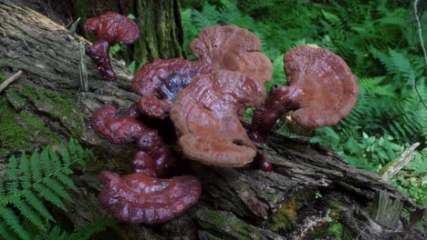 Kiefernfarbene-Polypore-Pilze-Auf-Einem-Umgestürzten-Baum-Im-Bundesstaat-New-York