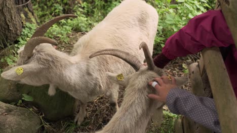 hands of young children caressing long horned goats through a wooden farm fence in a high angle view