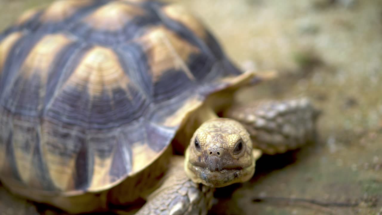 Sulcata tortoise turn the head
