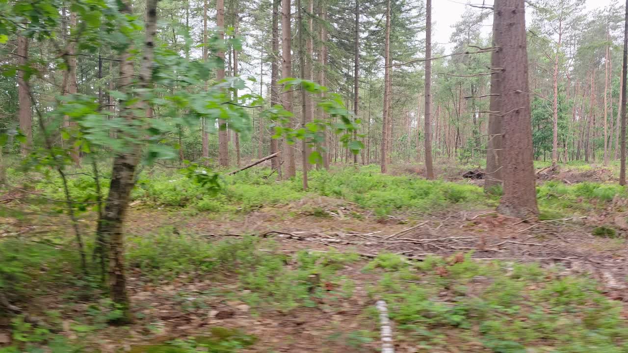 Moving next to the forest in the spring