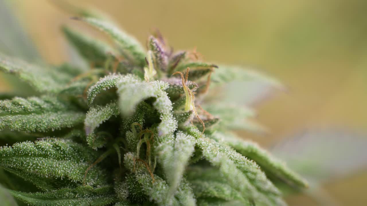 Detailed macro shot of a purple-tinged cannabis bud, sparkling with resin and layered textures.