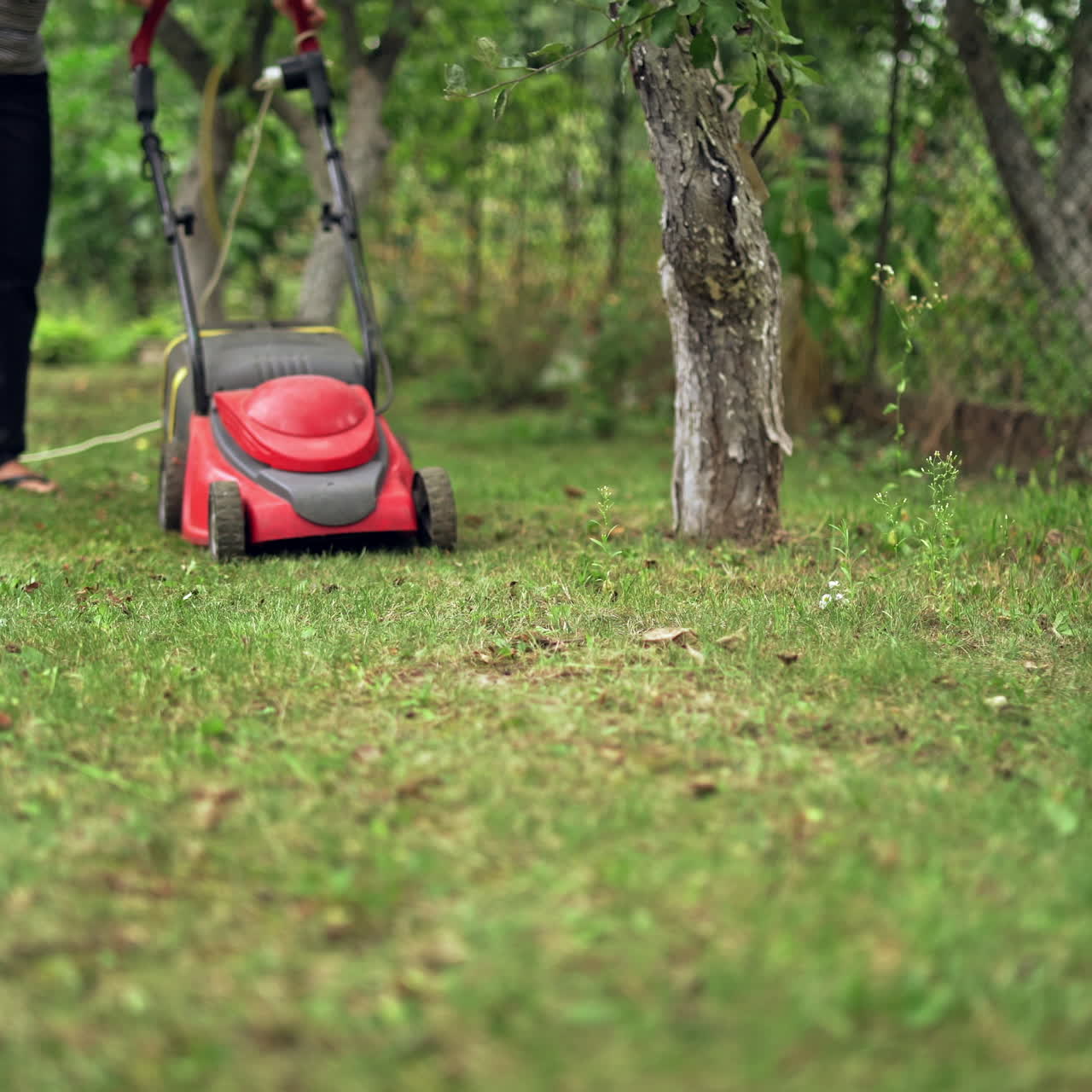 Woman's legs with lawn mover machine outdoors. Lawn mower cutting the grass in a summer day. Gardening activity .