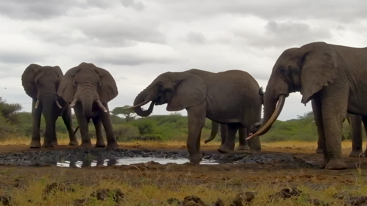 A family herd of African elephants drinks together at a muddy watering hole