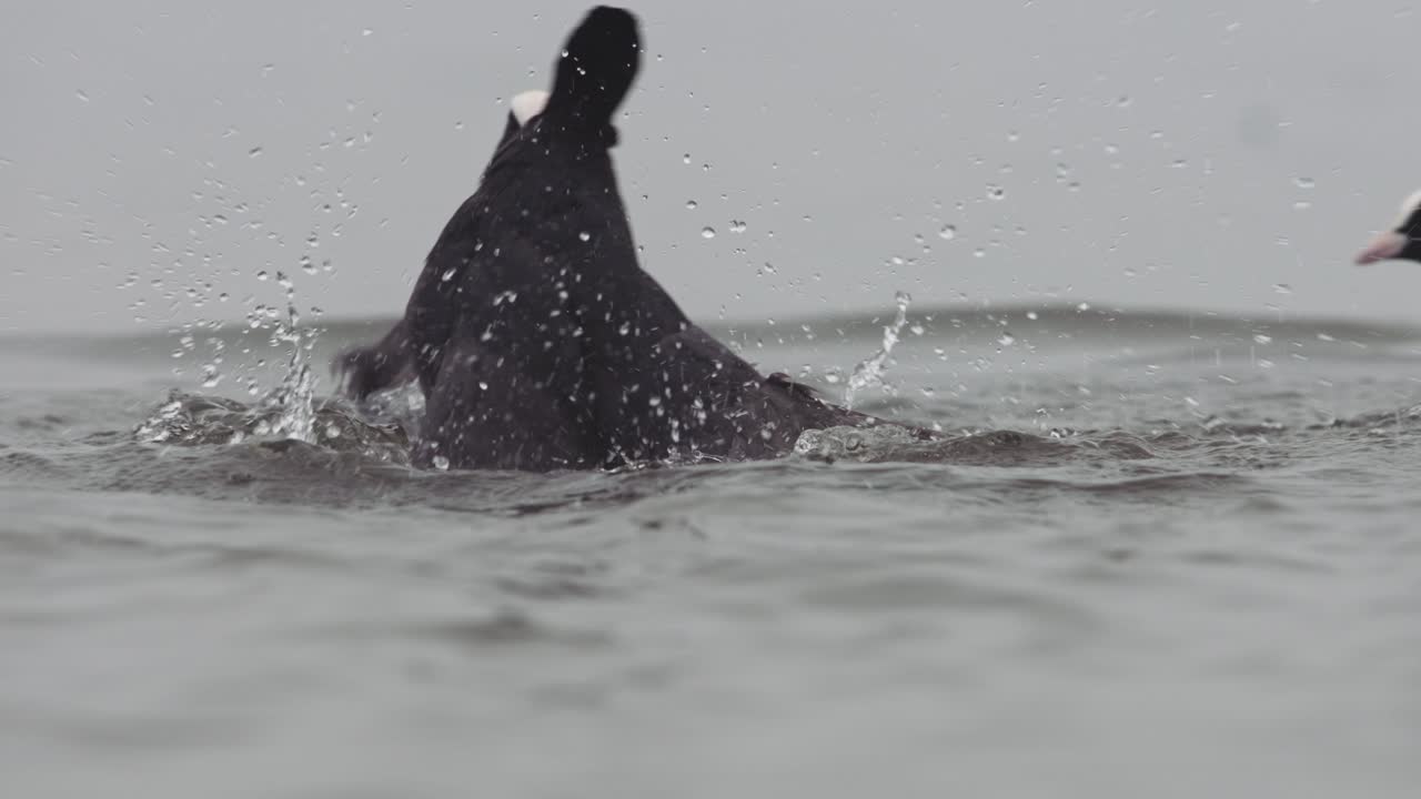 los pallasos con plumaje negro se patean agresivamente entre sí por una disputa territorial