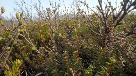 arctic tundra. arctic dwarf twisted birch betula nana, the dwarf birch, is a species of birch in the family betulaceae, found mainly in the tundra of the arctic region.