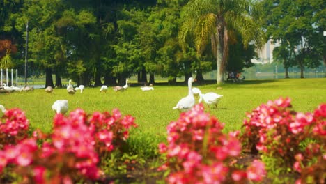 Szene-Mit-Gänsen,-Die-Auf-Dem-Gras-In-Der-Nähe-Von-Wunderschönen-Blumen,-Bäumen-Und-Einem-See-In-Curitiba,-Brasilien,-Spazieren