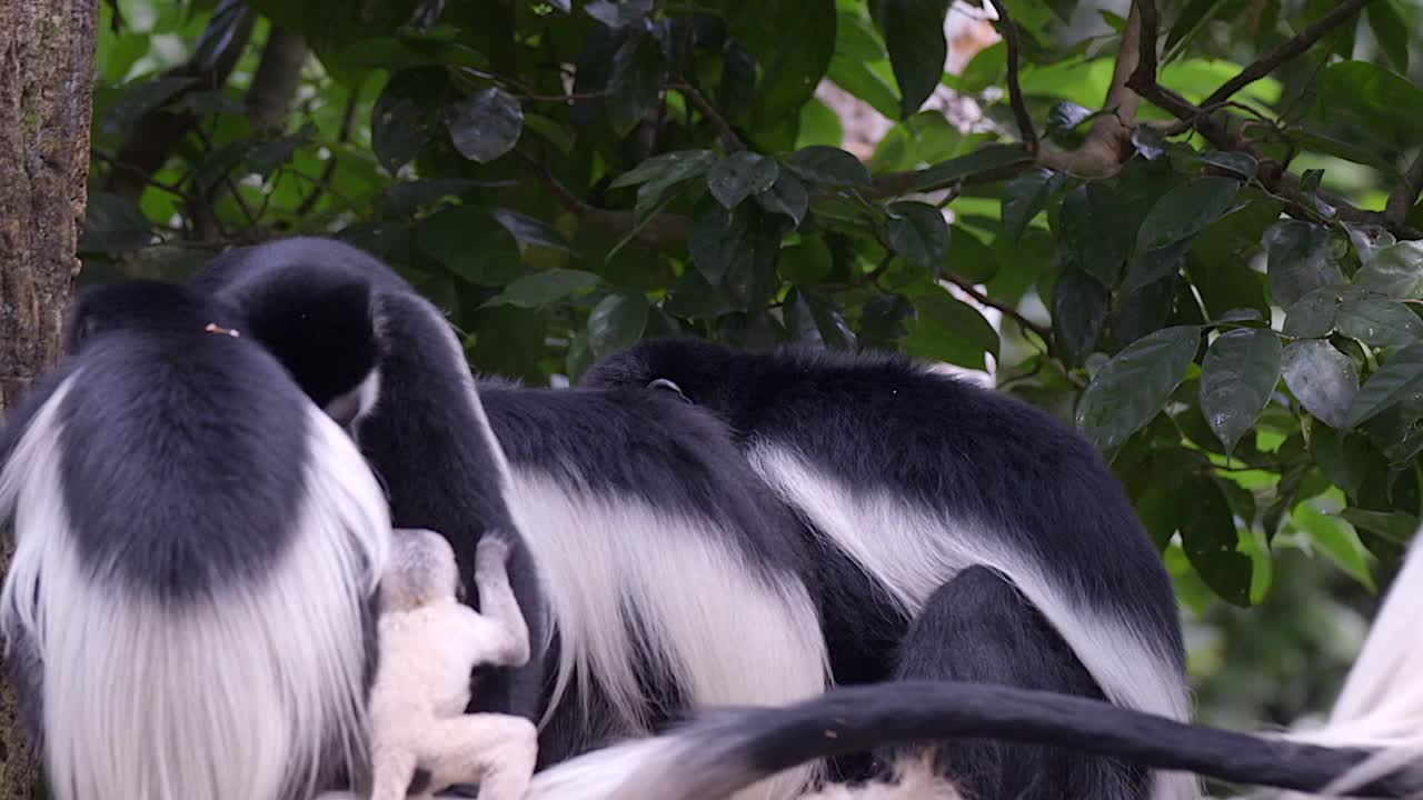 familia de mono colobo blanco y negro con un bebé recién nacido en el bosque