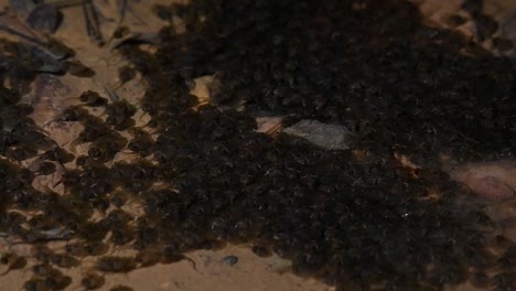 swimming together turning the water into a black swarm of moving polliwogs, tadpole at its larval stage of an amphibian, kaeng krachan national park, thailand