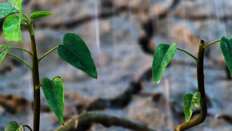 rainwater falls on young plants growing in cracked drought soil