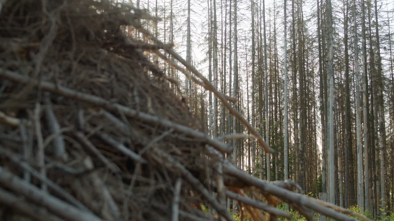 Pile of dead tree branches with dry spruce forest hit by bark beetle disaster in Czech countryside in the background
