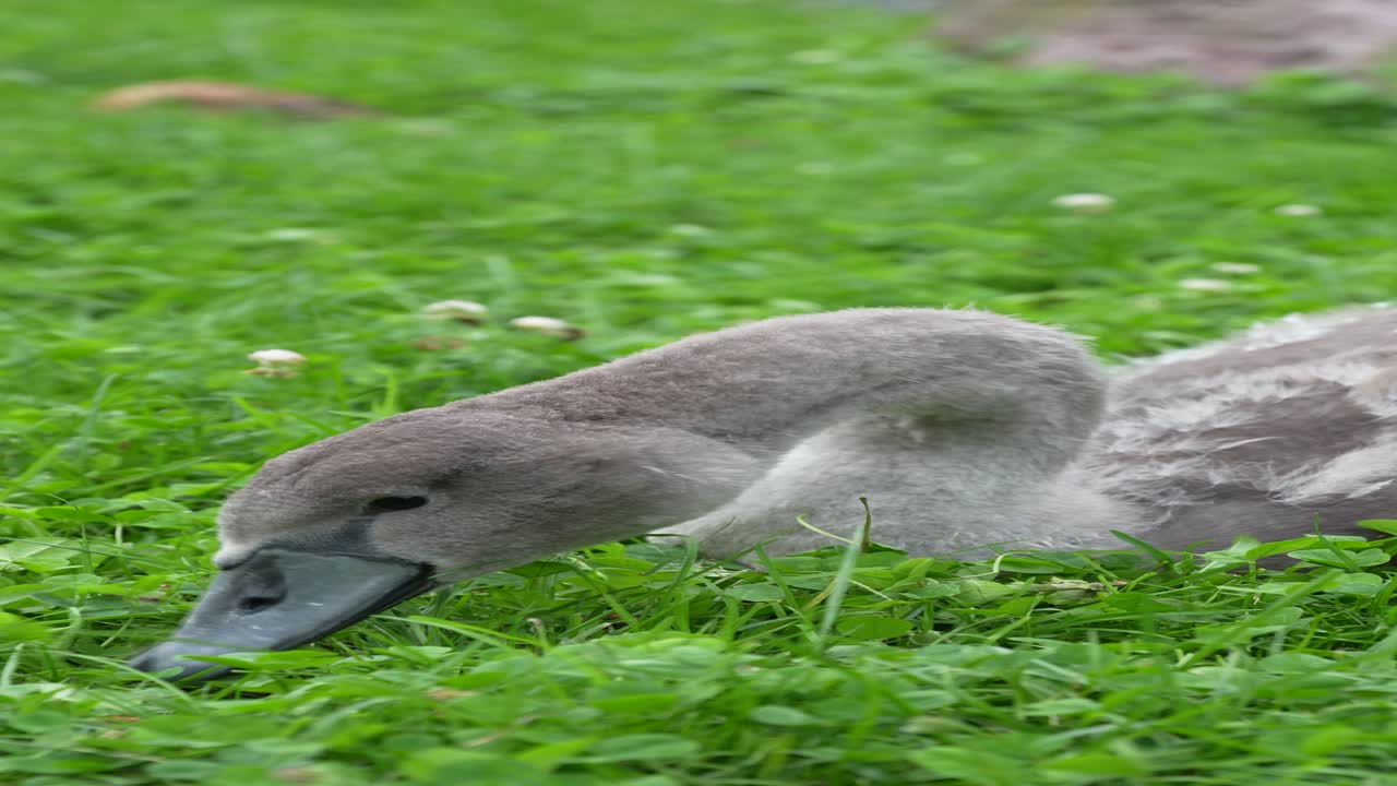 Close-up of a baby swan feeding on green grass in a peaceful lakeside environment