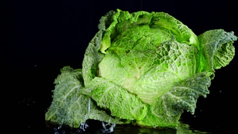 on forks fresh cabbage falling water drops.