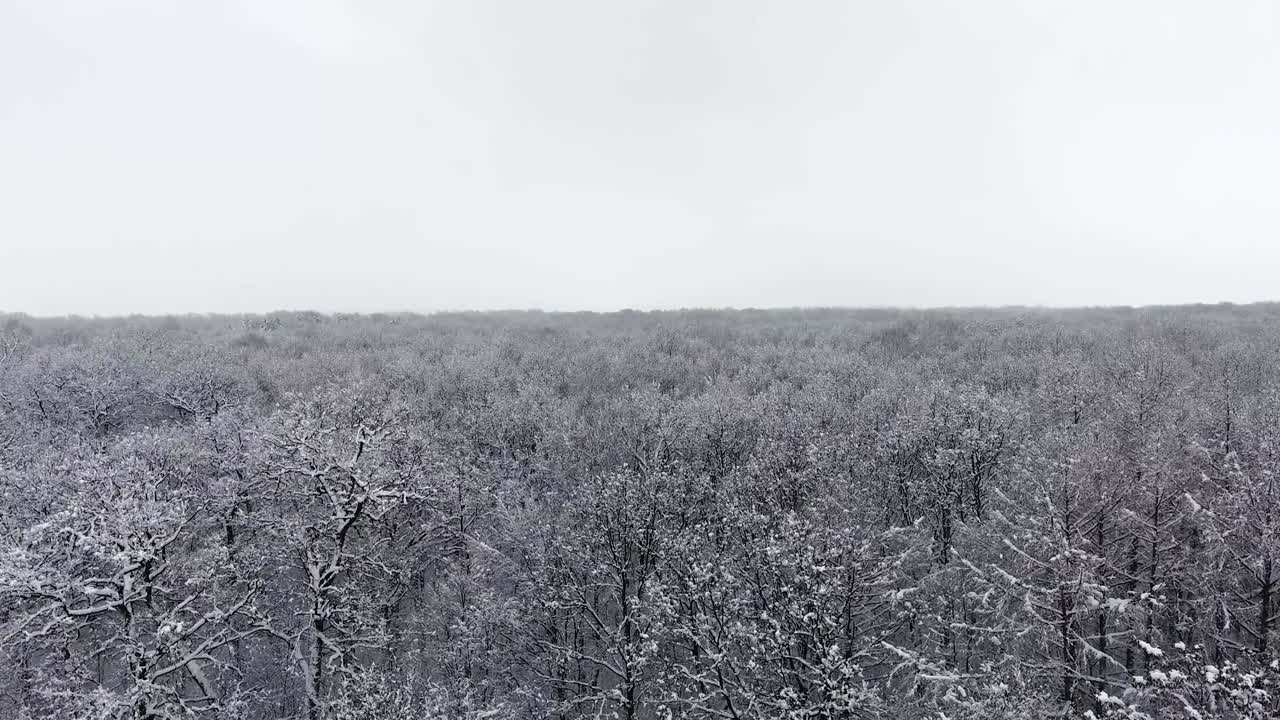 Winter Forest in Snow