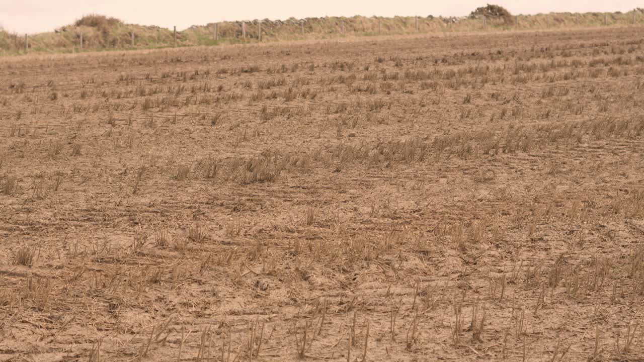 Field of Dead Crops Due to Drought on Rural Agricultural Farmland with Dry Ground Soil. Effect of No Rain on Landscape Due to Climate Change and Global Warming Weather Shifts.
