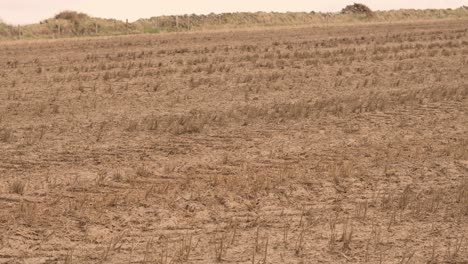 field of dead crops due to drought on rural agricultural farmland with dry ground soil. effect of no rain on landscape due to climate change and global warming weather shifts.