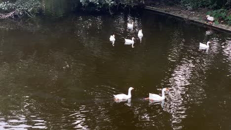 Hermosos-Patos-Indios-Blancos-Y-Negros-Descansan-Y-Se-Mueven-En-Un-Lago-Y-La-Gente-Se-Refleja-En-El-Agua-En-El-Zoológico-Alipore-De-Kolkata,-Bengala-Occidental