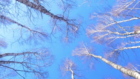 Beautiful leafless birch tree forest in early spring, tree tops on a sunny day with blue sky, wide angle handheld rotating shot