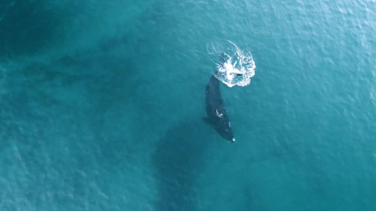 아름다운 참고래 구르고 요행, 공중 샷, 슬로모션을 가지고 노는 것