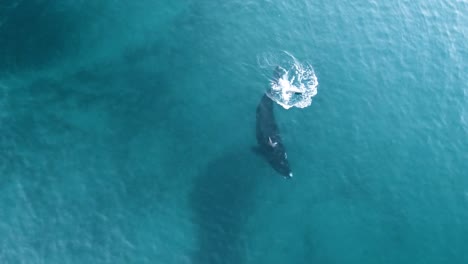 Una-Hermosa-Ballena-Franca-Rodando-Y-Jugando-Con-La-Cola,-Tiro-Aéreo,-Cámara-Lenta