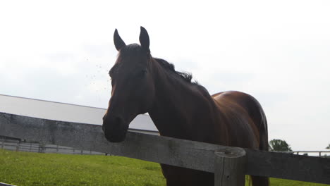 Beautiful-brown-horse-surrounded-by-flies-on-a-green-pasture-in-slow-motion