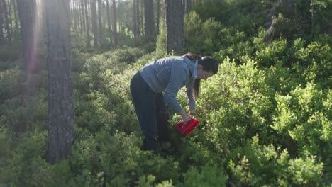 sun illuminates the leaves on a blueberry hill, where a woman - traveler is collecting blueberries with a red wire berry picker