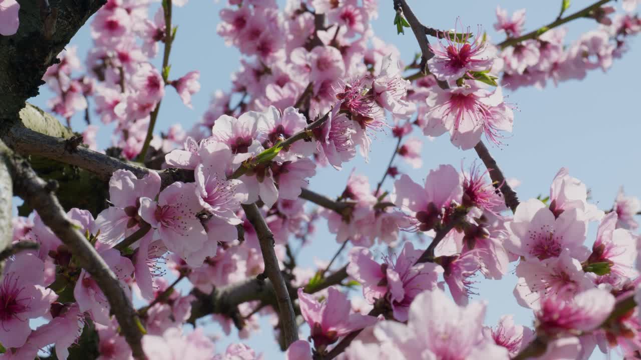 Albero di pesco pieno di teneri fiori rosa in fioritura, con petali di Sakura che svolazzano contro un cielo blu.