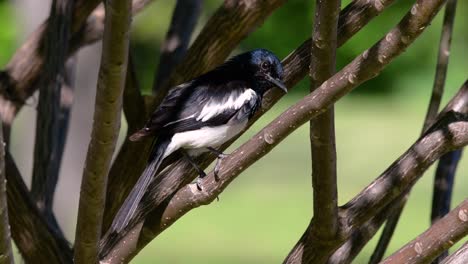 The-Oriental-magpie-robin-is-a-very-common-passerine-bird-in-Thailand-in-which-it-can-be-seen-anywhere