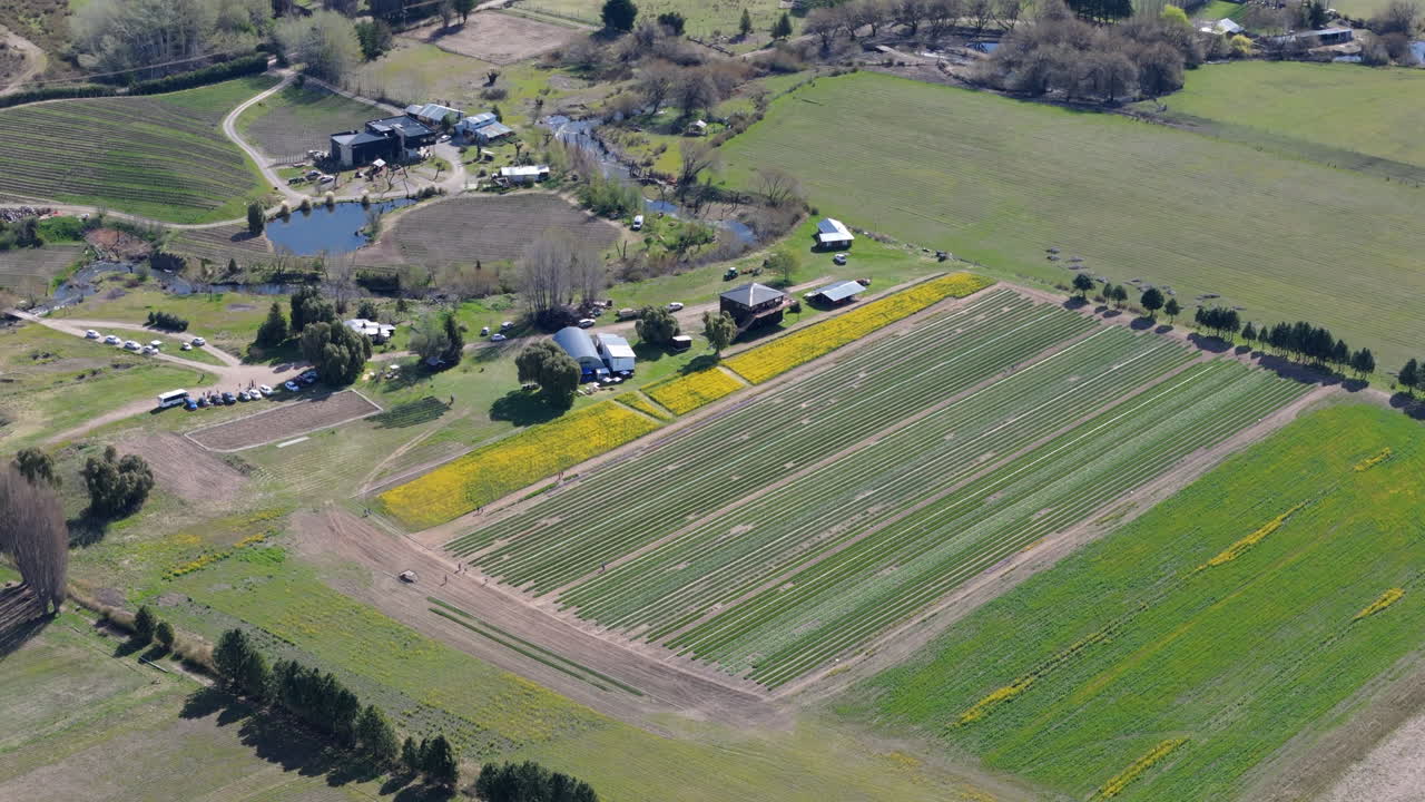 Aerial view of agricultural fields with tulip plantations. Patagonia, Argentina. Drone 4k.