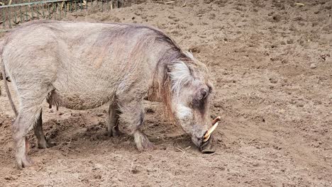 Close-up-of-a-Warthog