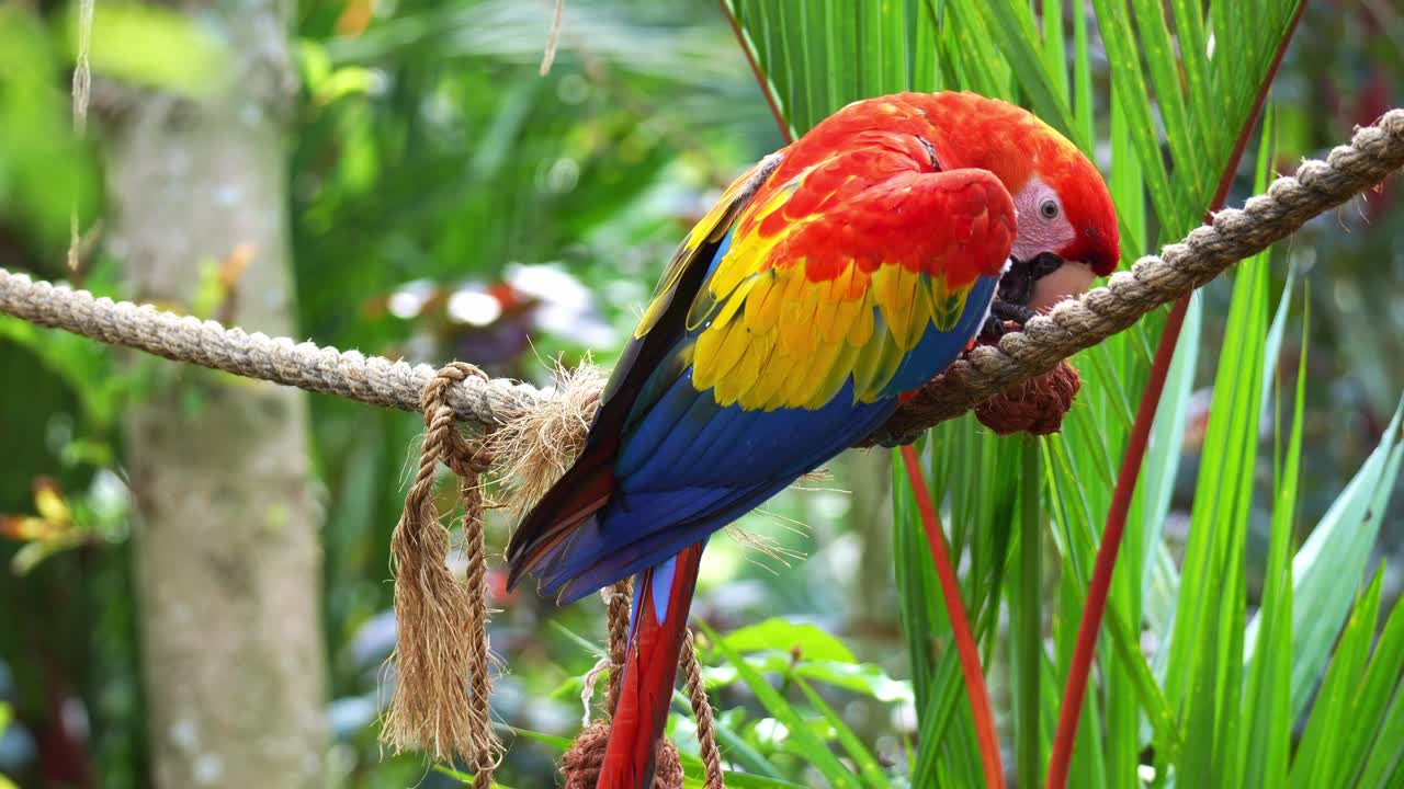 Un'ara scarlatta (Ara macao) mastica la corda, mostrando il suo comportamento di manutenzione del becco in cattività, primo piano.