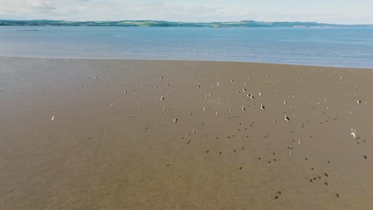 fotografía aérea en slowmo siguiendo una bandada de aves marinas que vuelan sobre una playa de arena en marea baja, panorámica aérea de la costa escocesa en un soleado día de verano en cámara lenta