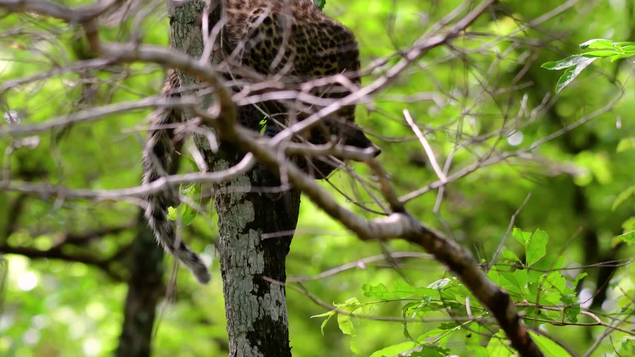 인도차이나 표범은 취약한 종이며 태국의 큰 고양이 중 하나입니다.