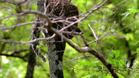 The-Indochinese-Leopard-is-a-Vulnerable-species-and-one-of-the-big-cats-of-Thailand