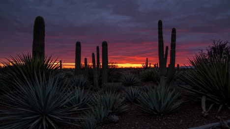 dramatic desert sunset with saguaro cacti