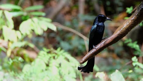 Posado-En-Una-Rama-Con-Agua-Dulce-Que-Fluye-En-Lo-Profundo-Del-Bosque-Y-Luego-Se-Va-Volando,-Drongo-Dicrurus-Hottentottus-Con-Cresta-De-Pelo,-Tailandia