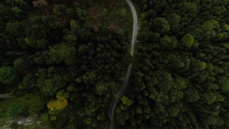 Birdeyview topdown flying along an empty lonely road through the middle of a needle fir forrest revealing lake Alpsee and mountain scenery in bavaria germany