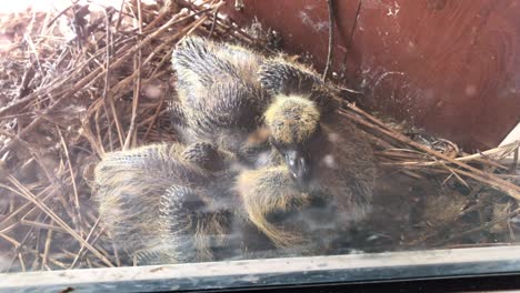 pair pigeon chicks in the nest